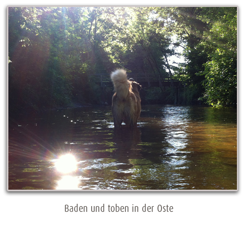 Urlaub mit hund 3